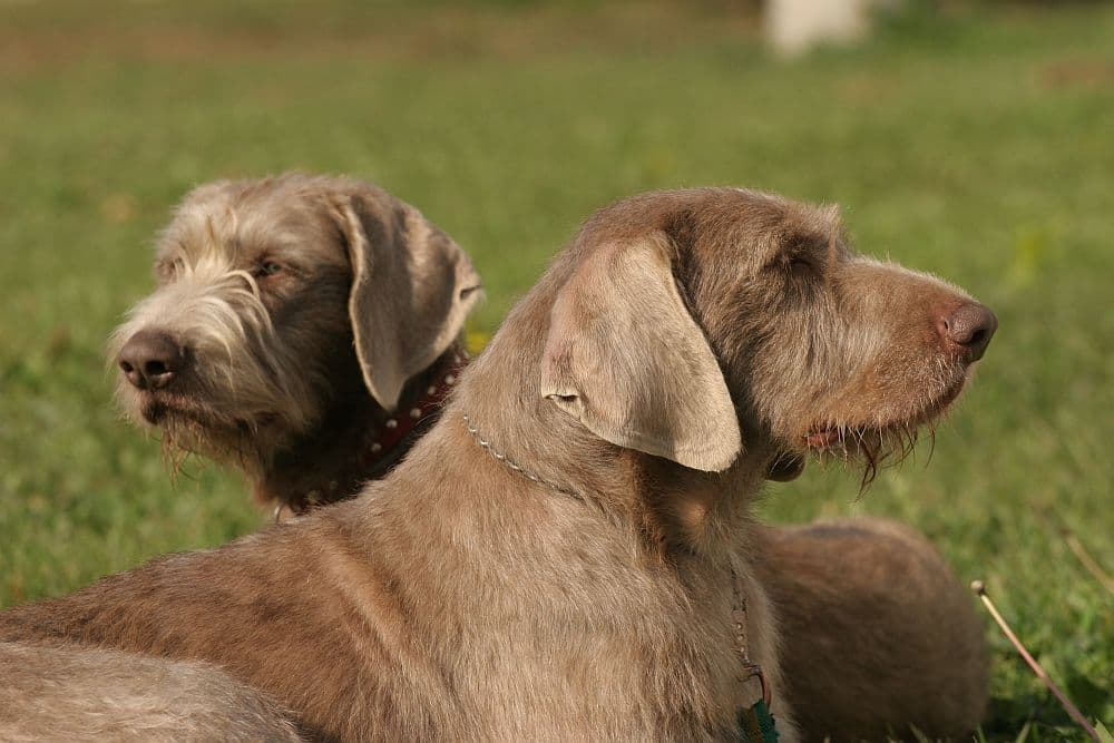 163 IMG_9764-1000.jpg