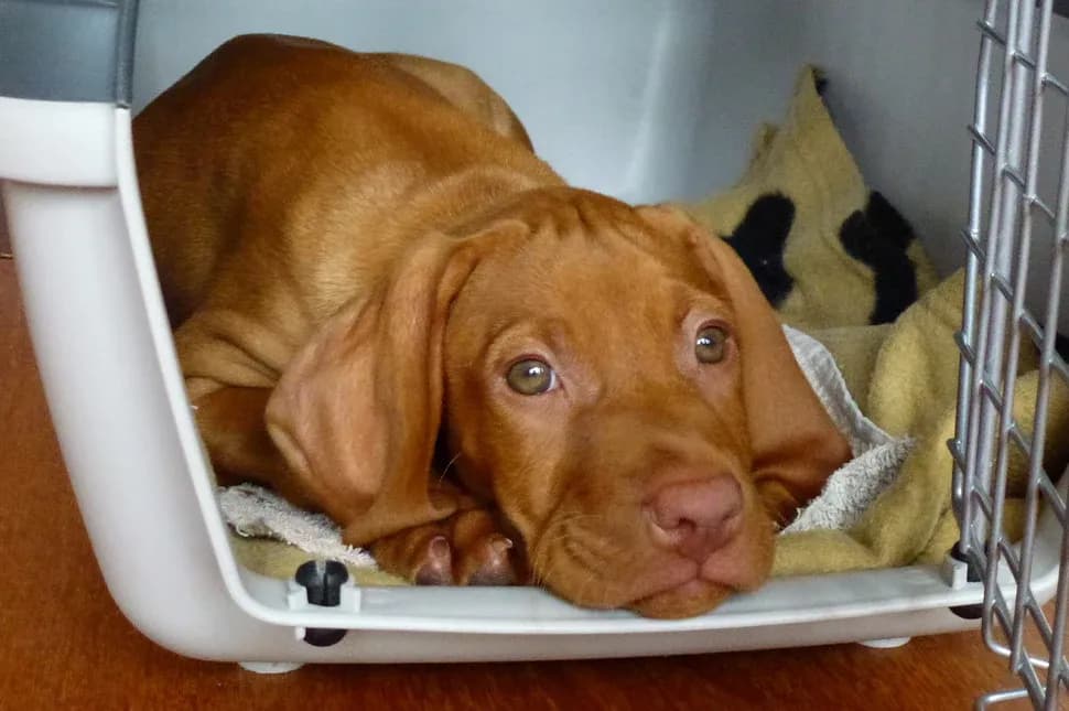 FM_016_BlogSerie_Welpen_Titelbild-2__Hundebox_2048x.webp